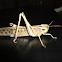 Locust
