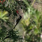 Brown Honeyeater
