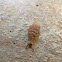 Ant lion