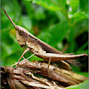 Grasshopper