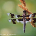 Eight-spotted skimmer
