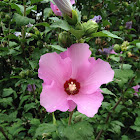 Rose Althea