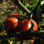 German Johnson Tomato