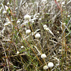 Tenangle Pipewort
