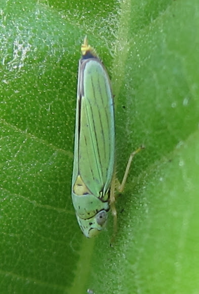 Spotting Image 1