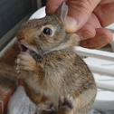 Eastern Cottontail