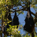 Black Flying-fox