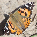 Painted Lady