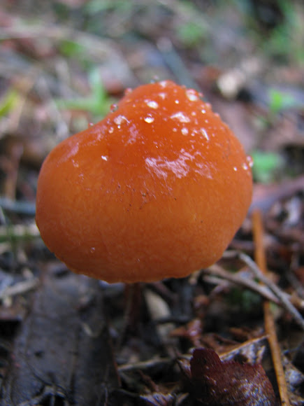Spotting Image 1