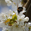 White-Tailed Bumblebee