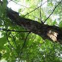 Shagbark Hickory