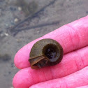Snail