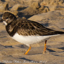 Turnstone; Vuelvepiedras