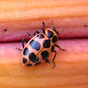 Pink Spotted Lady Beetle