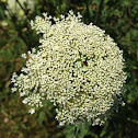Queen Anne's Lace