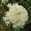 Queen Anne's Lace