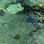 Blue Tang