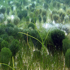 Shaving Brush Alga