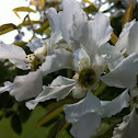 Pearl bush