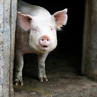 Domestic Pig