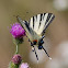 Scarce Swallowtail
