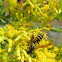 European Paper Wasp