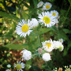 Prairie Fleabane