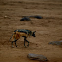 black-backed jackal