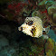 Smooth trunkfish