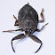 Water Bugs, ToeBiters, Alligator Ticks