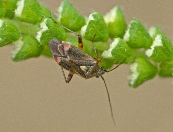 Spotting Image 1