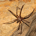 Brown Recluse Soider (Fiddleback)