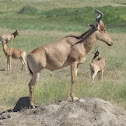 Hartebeest