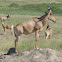 Hartebeest