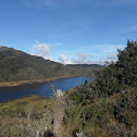 Frailejon