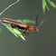 Longhorn beetle