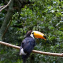 Toco Toucan