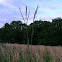 Big Bluestem