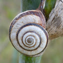 Snail