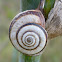 Snail