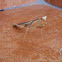 Chinese mantis