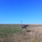 Ostrich