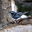 Black-and-white Warbler