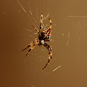 Araneus diadematus