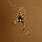 Araneus diadematus