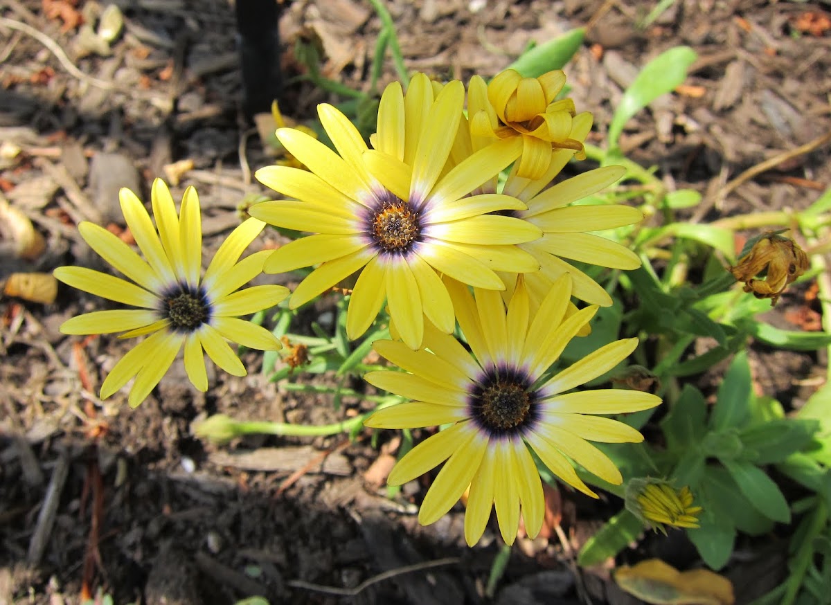 African daisy