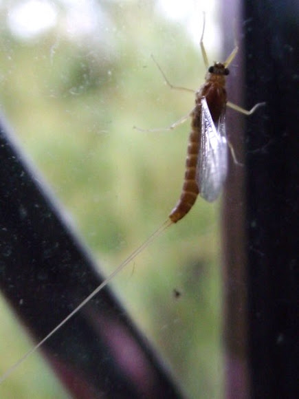 Spotting Image 1