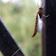 Mayfly