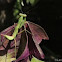 Praying Mantis