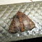 Limacodid moth